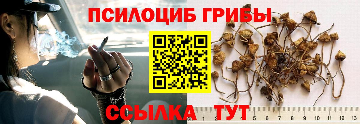 Псилоцибиновые грибы Psilocybe Сердобск
